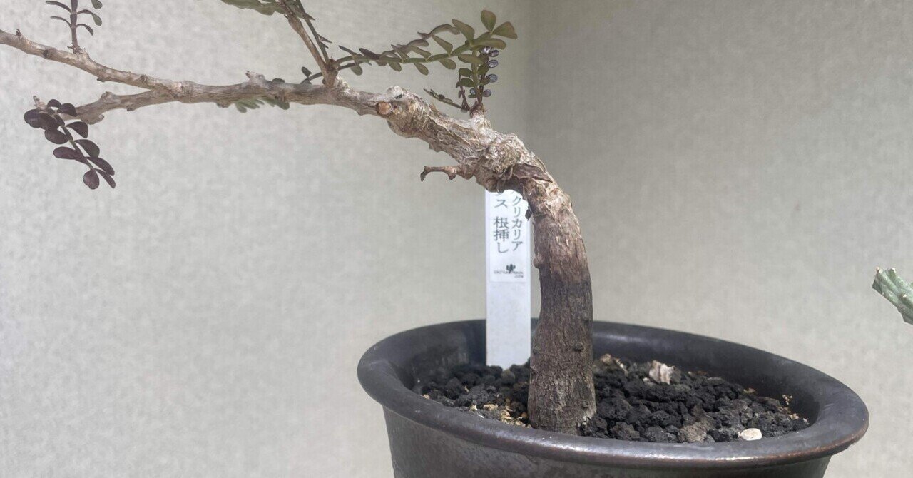 塊根植物育成 その5 オペルクリカリヤ パキプス 実生 の育て方