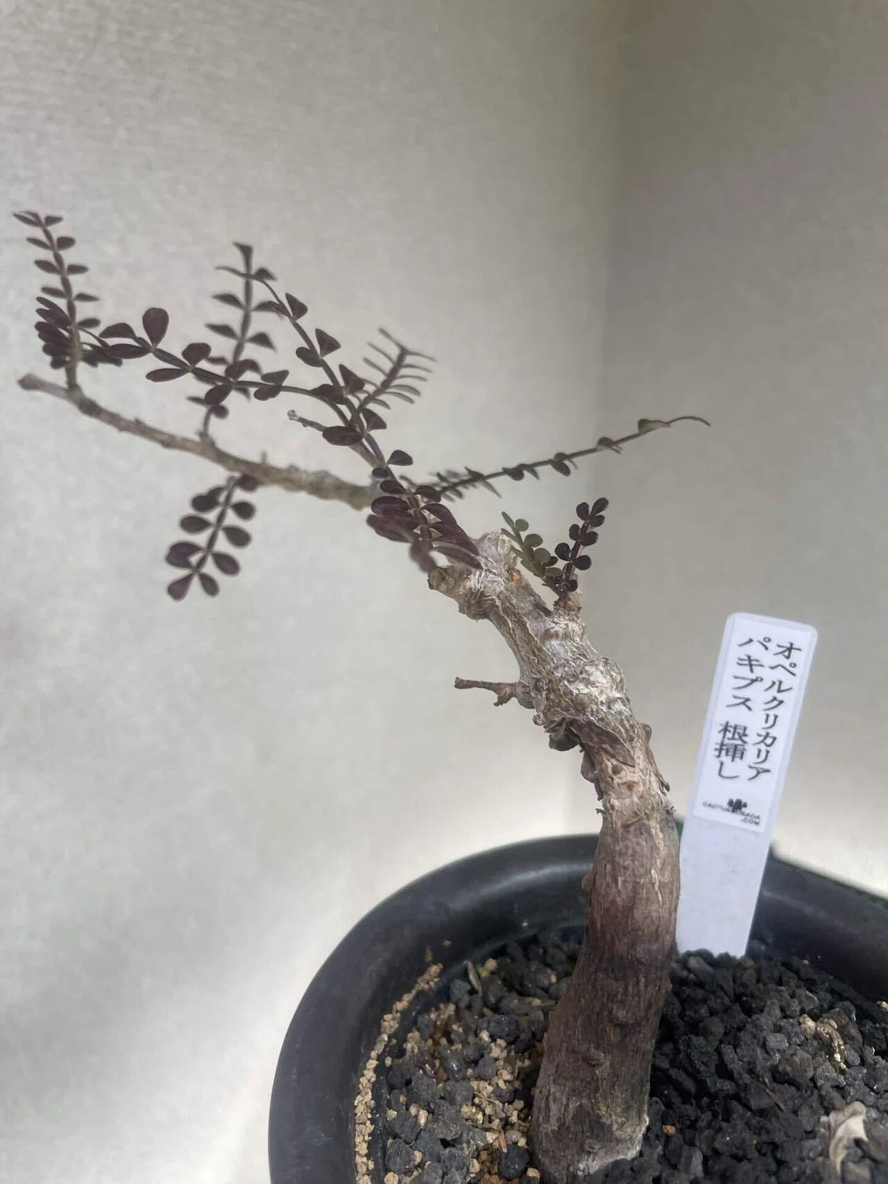 塊根植物育成 その⑤ オペルクリカリヤ パキプス 実生 の育て方