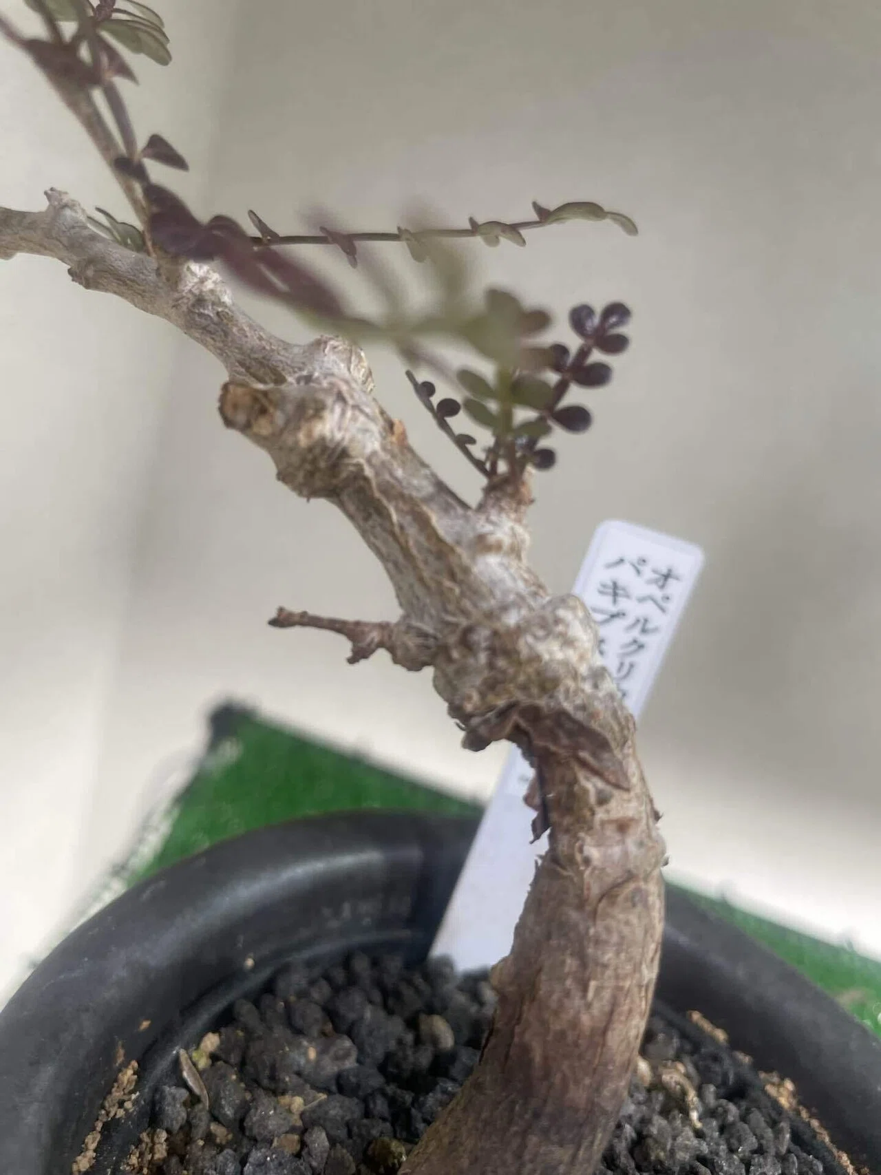 塊根植物育成 その⑤ オペルクリカリヤ パキプス 実生 の育て方
