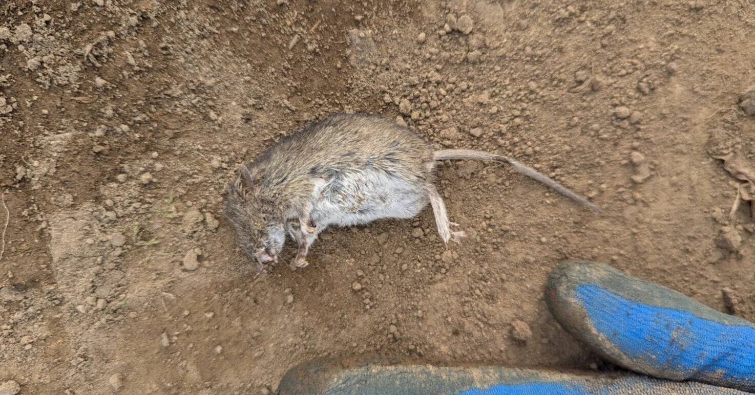 ネズミ ねずみの家を破壊した話｜くまぐす