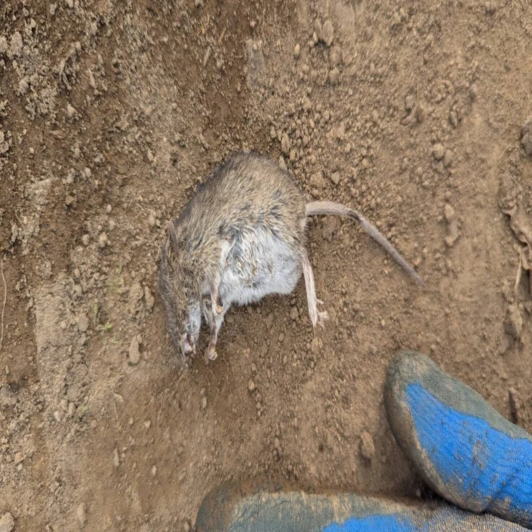 ねずみの家を破壊した話｜くまぐす