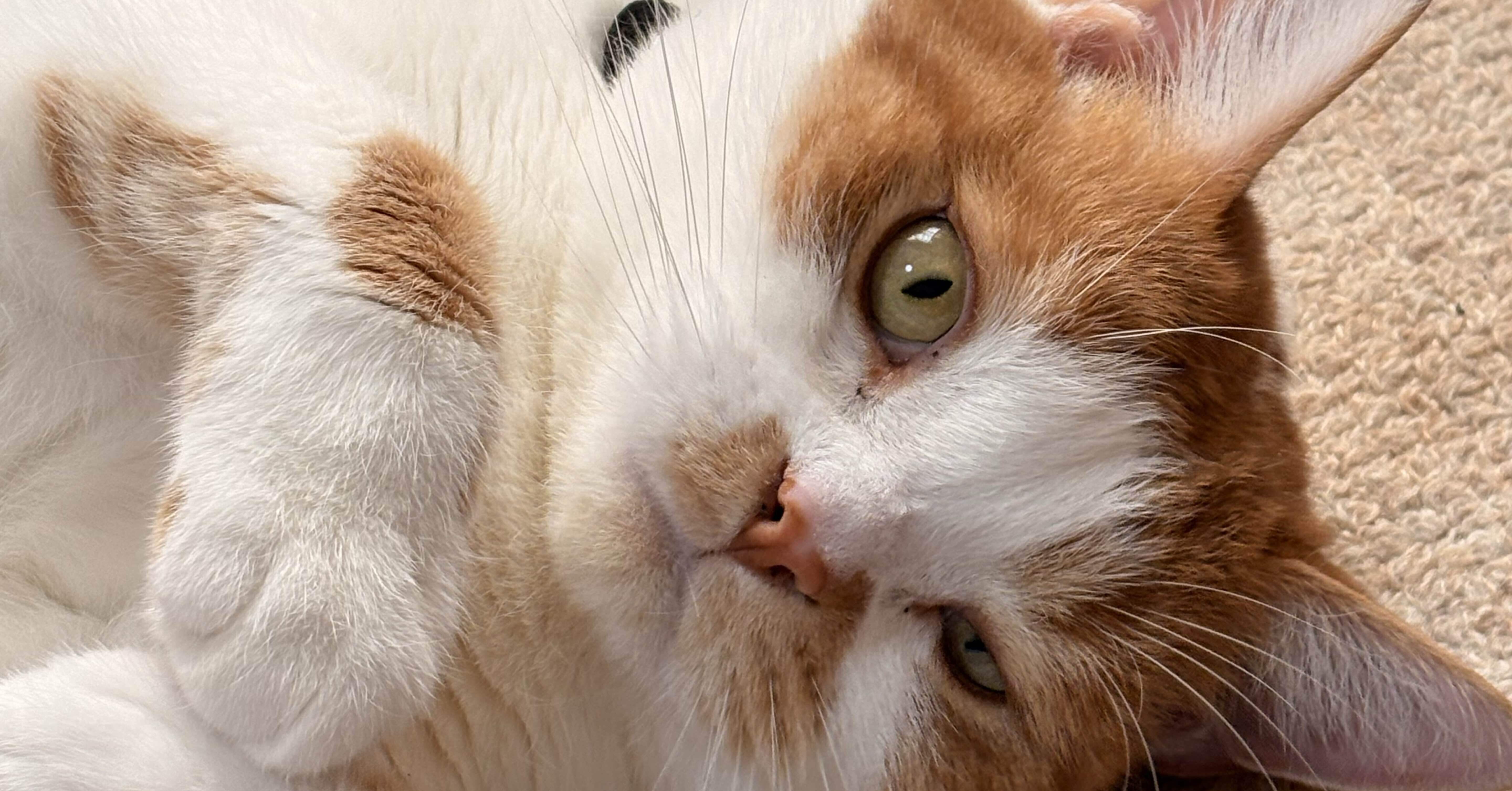 【ネコソラページ】 お休みするにゃ。｜ソラ