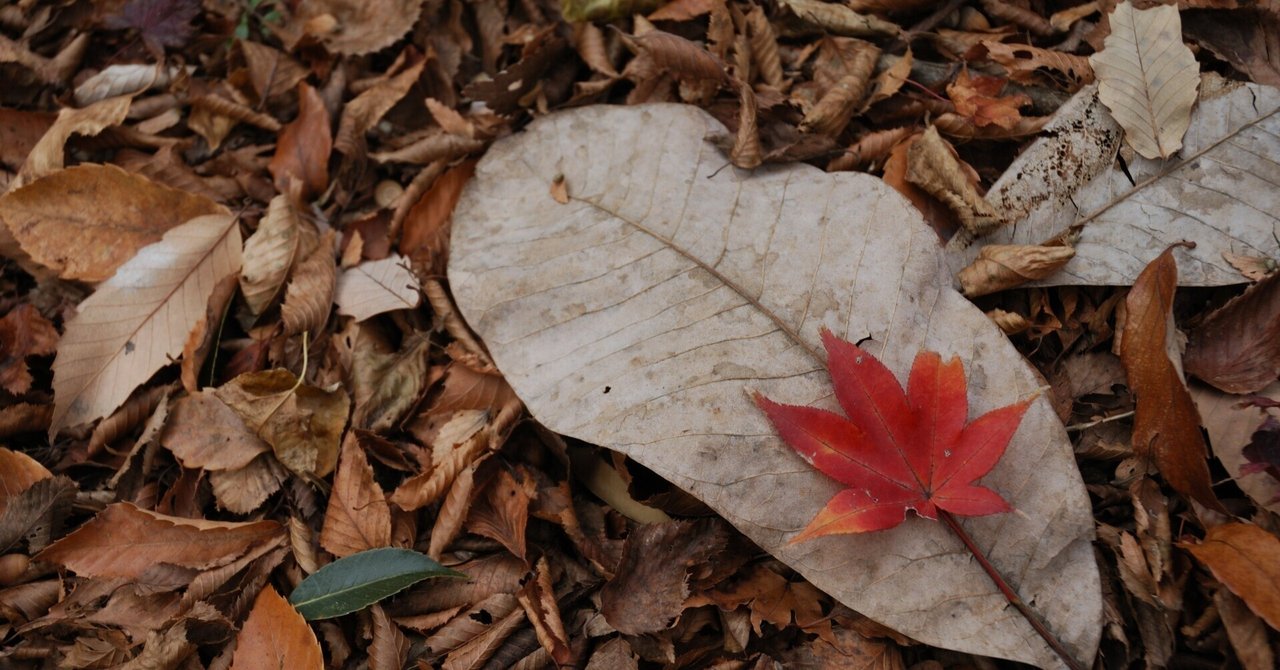 落ち葉#0001｜motoshikishi