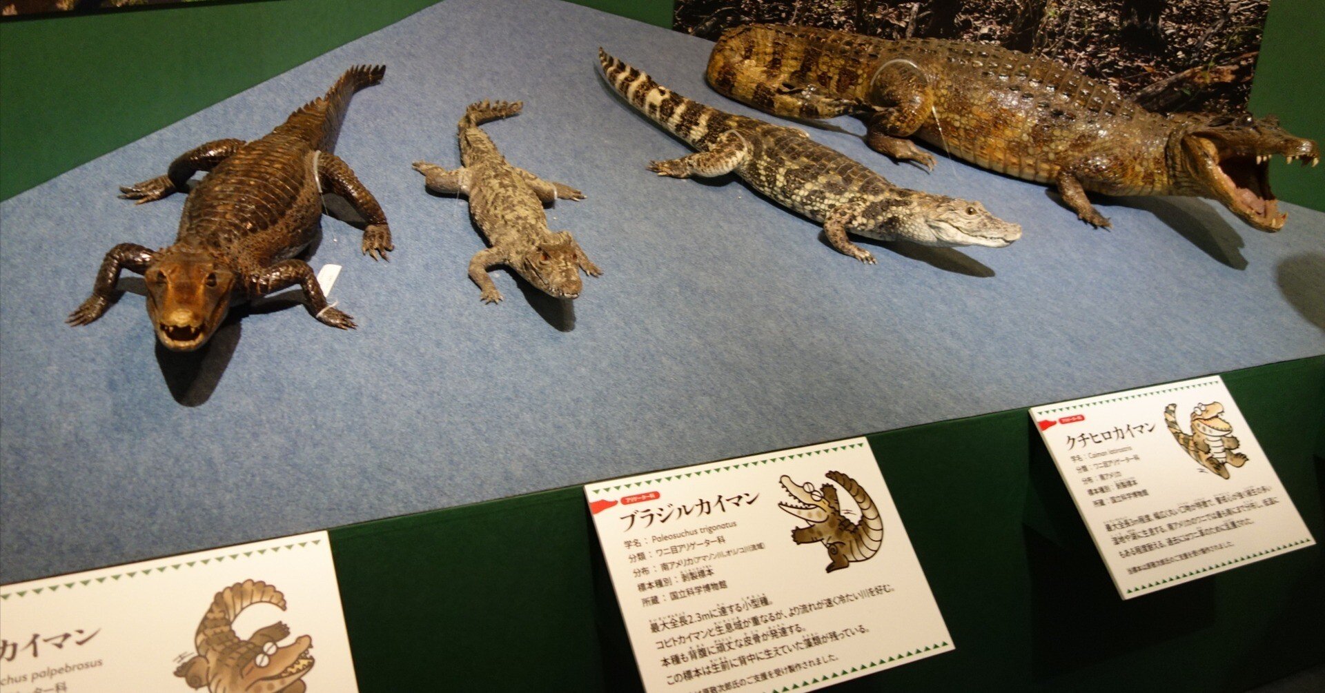 写真日記】科博でワニ展詣で｜羊の時刻(荻サカエ)