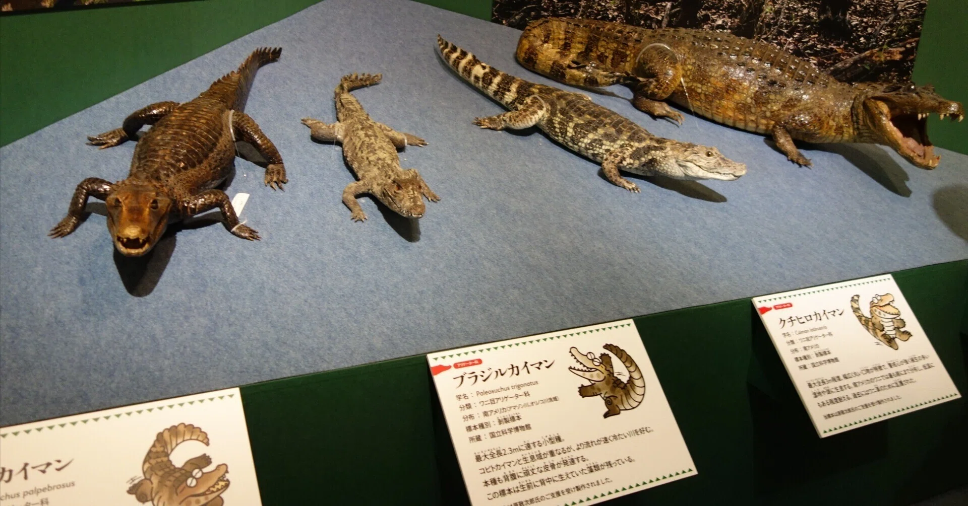 写真日記】科博でワニ展詣で｜羊の時刻(荻サカエ)