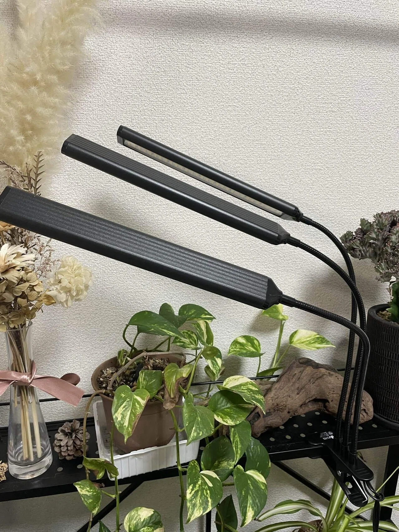 植物育成ライト買いました！(2個目)｜ゆーすけの園芸日誌