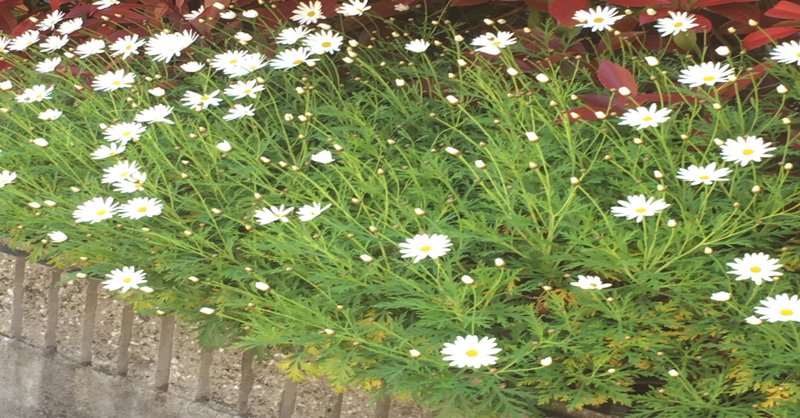 春に咲く白い花の名前は何 ぶんぶん ミニマリスト研究家 アマ Note