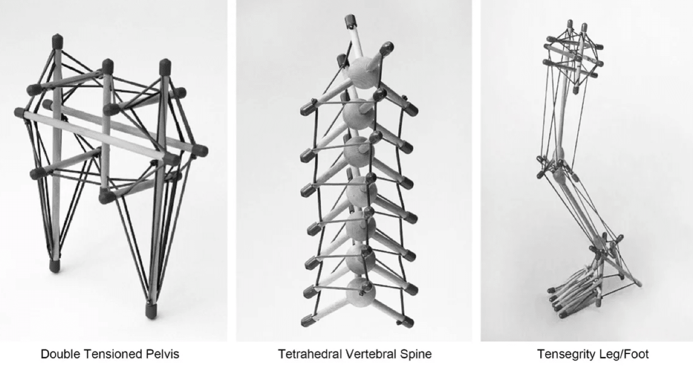 人体のテンセグリティ - 2025-06｜續池均（kintsuzuike）@MTR Method