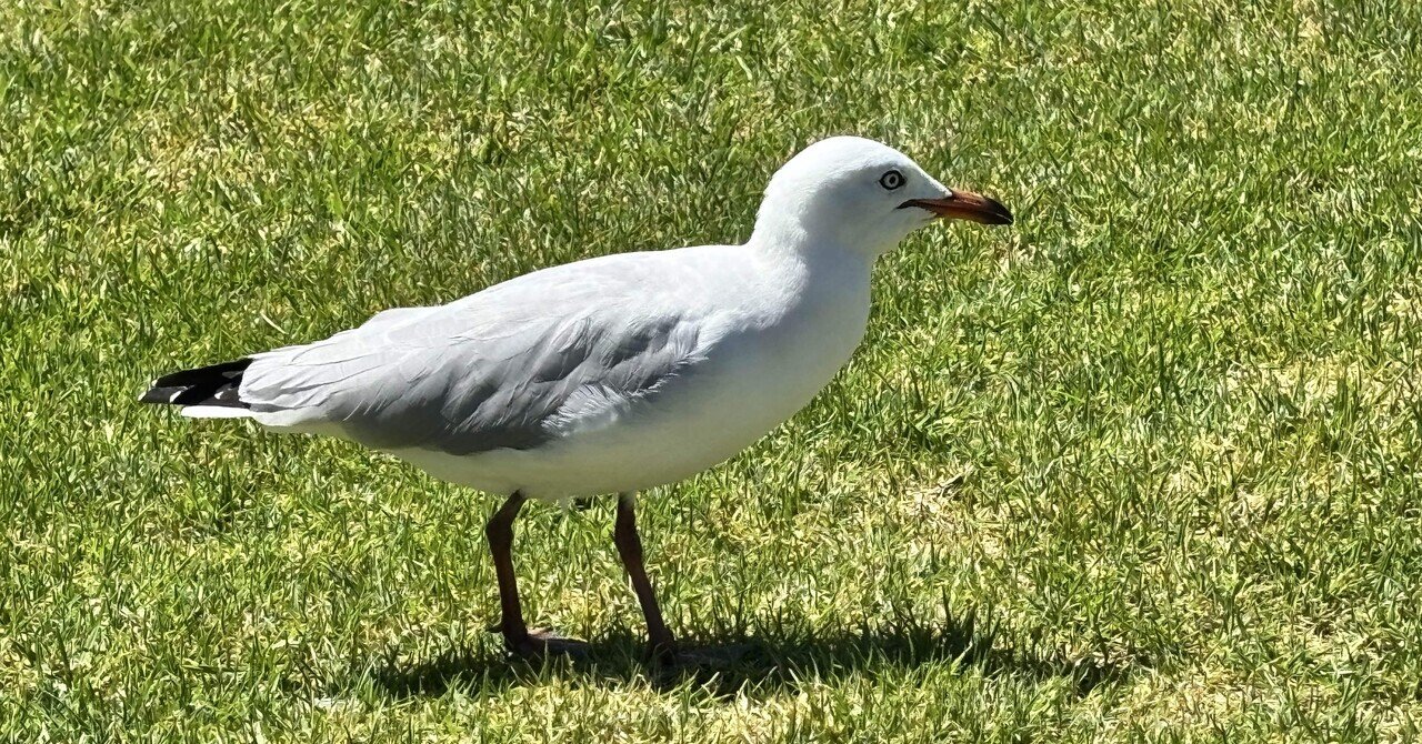 国際会計の実像 日本から世界へ―公認会計士が拓くタイ・ベトナムの会計ビジネス：株式