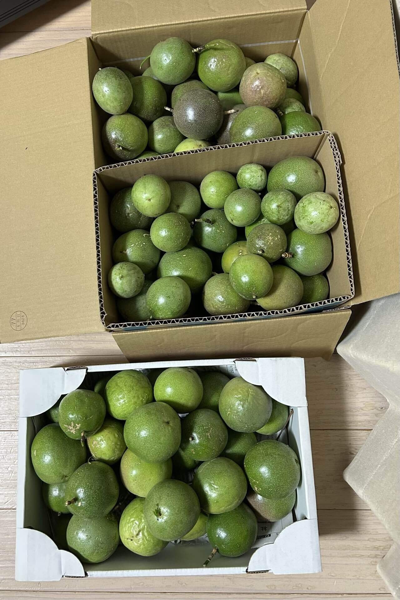 1日変化 ｢N氏の庭探訪記｣(96)パッションフルーツ愛｜takami-chan