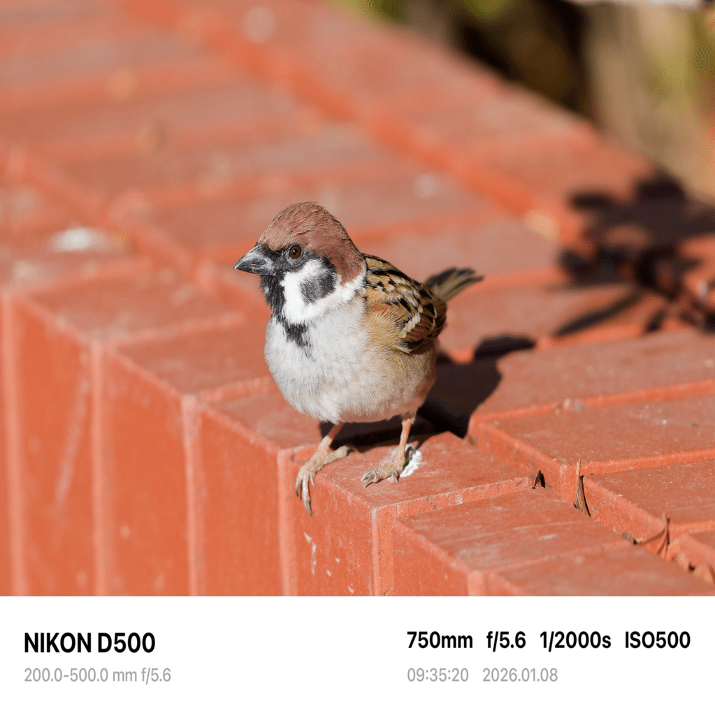 003 スズメ | 写真で残したい | 一週一撮｜サンイチマル