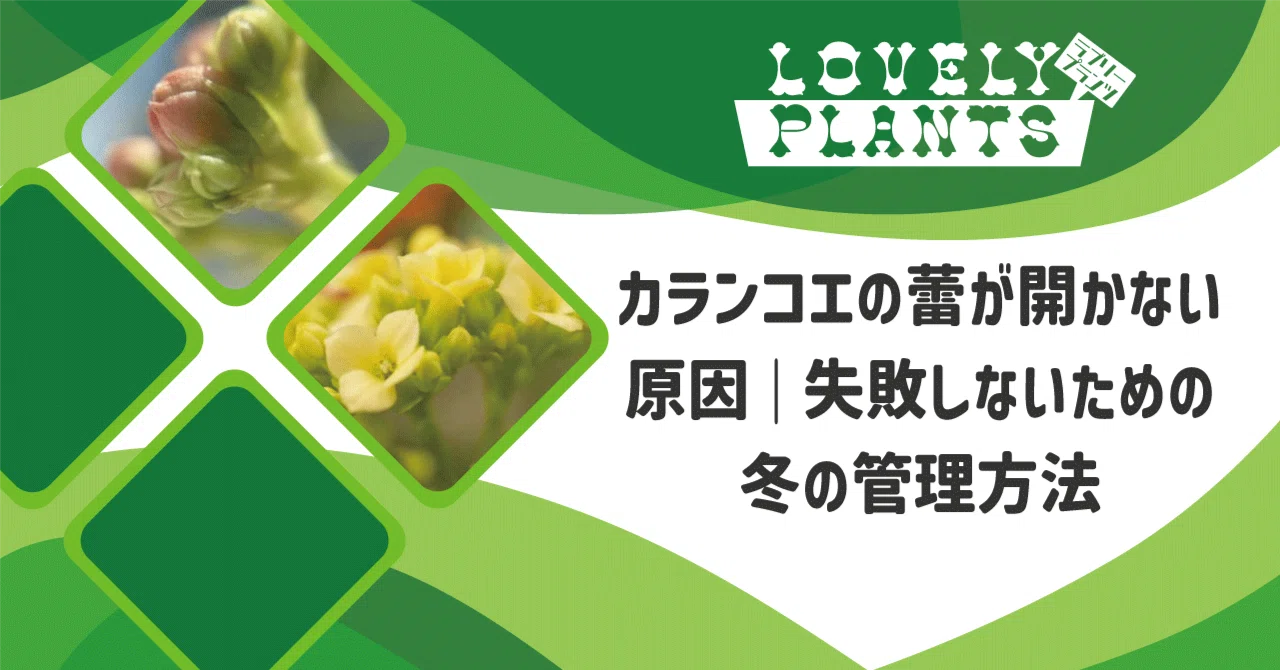 カランコエ 緑色の蕾 小型 カランコエ 緑色の蕾 小型 カランコエの蕾とキントラノオ | おきぐる