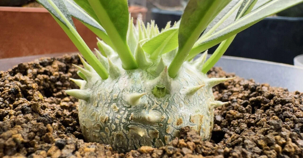 新しい植物を迎えよう！【パキポディウム】｜虫圭( ๑╹ω╹๑)カエル?