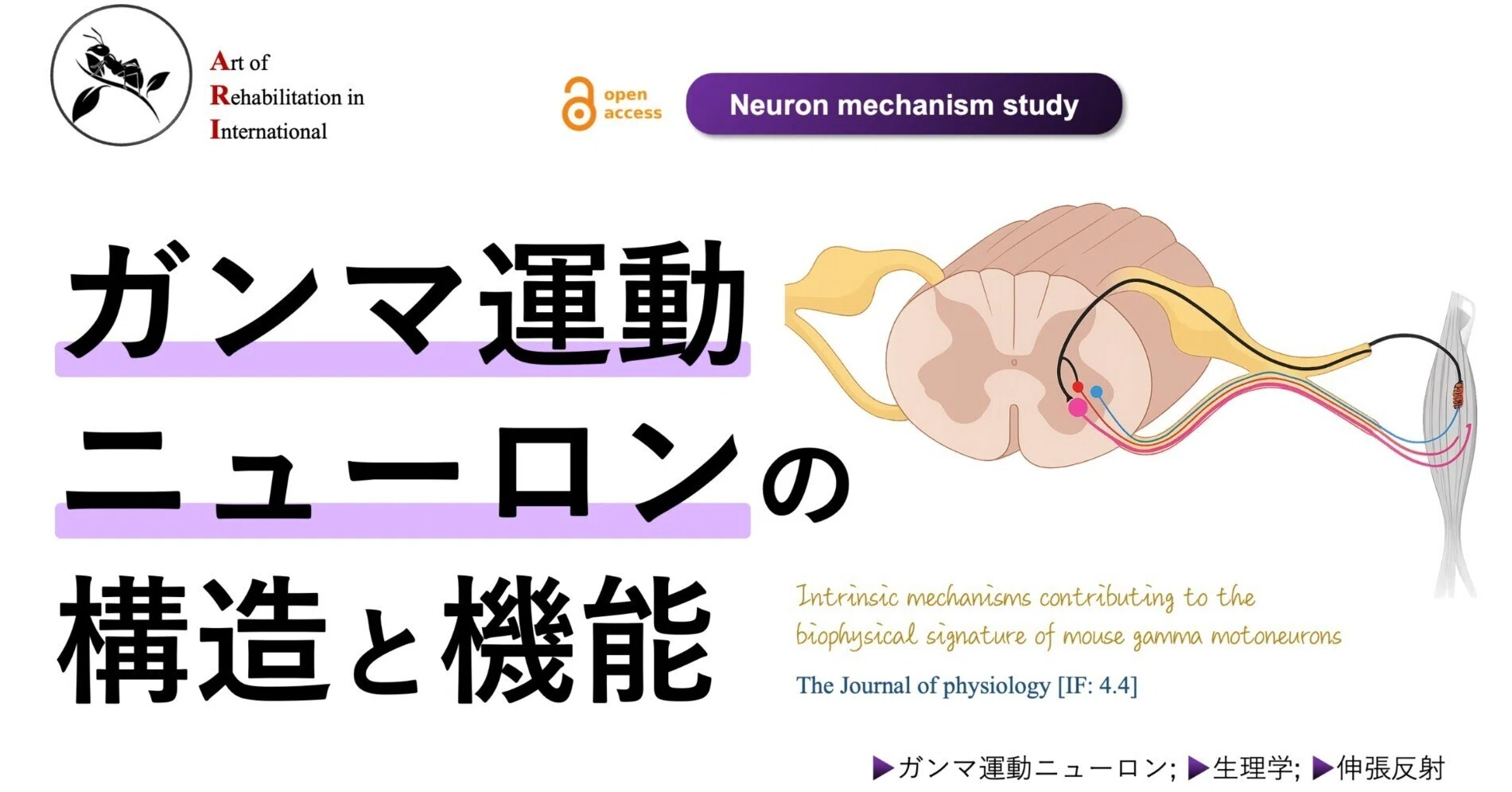 ガンマ運動ニューロンの構造と機能｜Super Human | 理学療法士／保健学