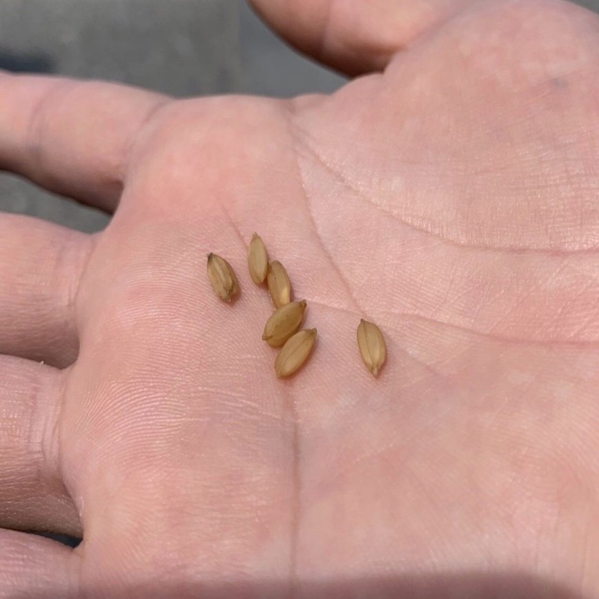 4 22 種もみまき We Can Do It Note