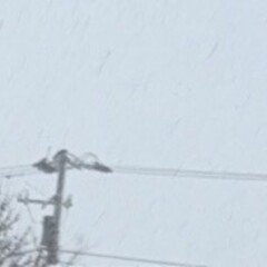 マルセル・パニョル（1895/2/28 - 1974/4/18)のマルセイユ三部作｜Das