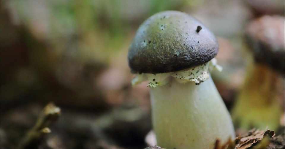 今会えるきのこ サケツバタケ ちょこすき きのこ Note