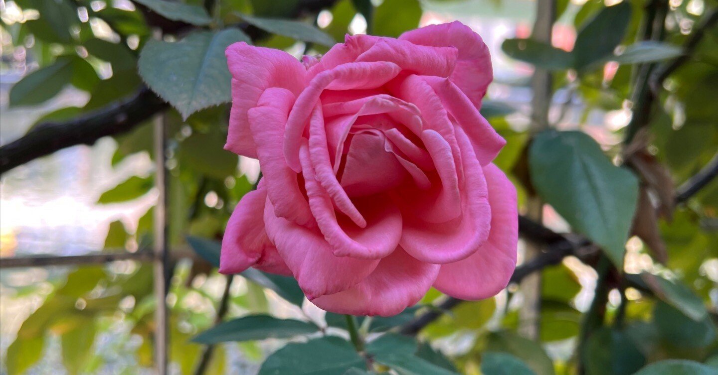 サハラの薔薇 サハラの薔薇 Amazon.co.jp: サハラの薔薇 : 下村 敦史: 本