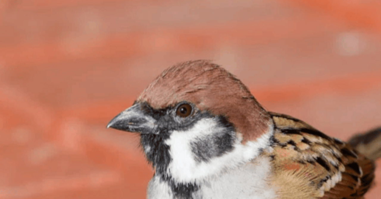 003 スズメ | 写真で残したい | 一週一撮｜サンイチマル