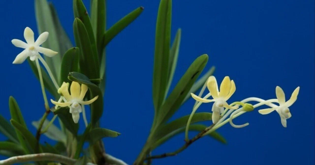 富貴蘭「黄花Ⅲ」の花(過去の画像倉庫から)｜KJ Morison