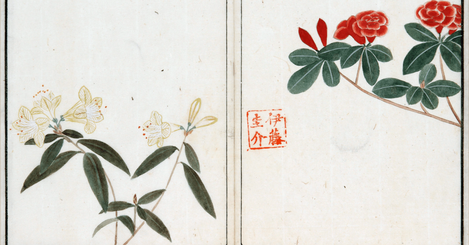 218．本草学から植物学へ 伊藤圭介のツツジ5 キリシマツツジ｜sasayan