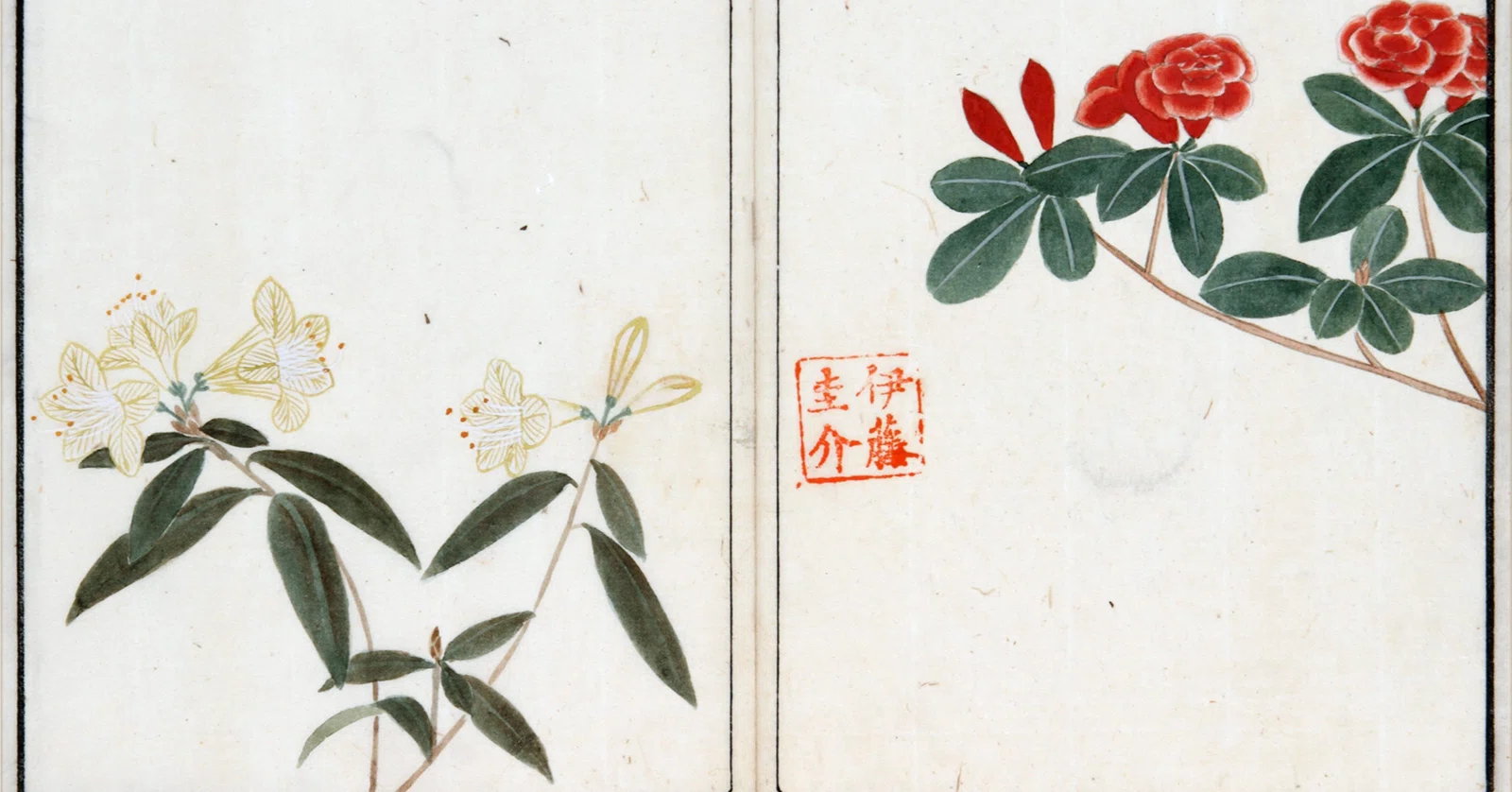作者不詳/初夏花図/ツツジ/掛軸/名家伝来/K-357　J 218．本草学から植物学へ 伊藤圭介のツツジ5 キリシマツツジ｜sasayan