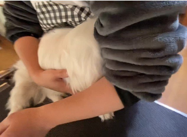 動画解説付き 完全初心者のための足裏バリカン ドッグライフサポーター 獅子パパ Note 動画解説付き 完全初心者のための足裏バリカン ドッグライフサポーター 獅子パパ Note