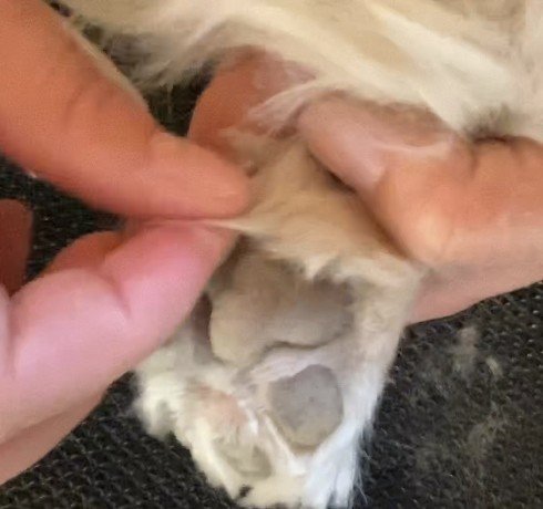 動画解説付き 完全初心者のための足裏バリカン ドッグライフサポーター 獅子パパ Note 動画解説付き 完全初心者のための足裏バリカン ドッグライフサポーター 獅子パパ Note
