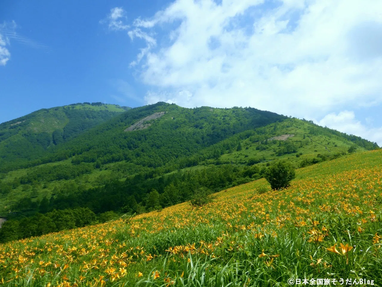 初夏を彩るニッコウキスゲの群落と天辺に浮かぶ碧き湖！群馬県のお
