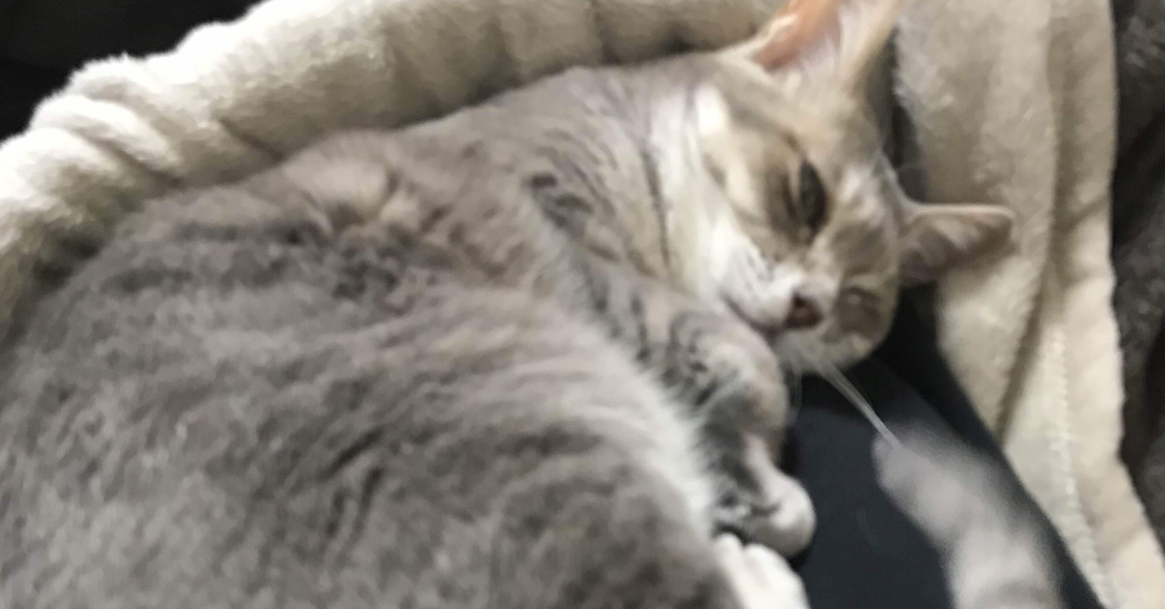 気持ち悪い顔のネコ グリーン 観葉植物 プランター 多肉植物 植木鉢 花瓶 緑 サボテン かわいい, image size:3840x2009