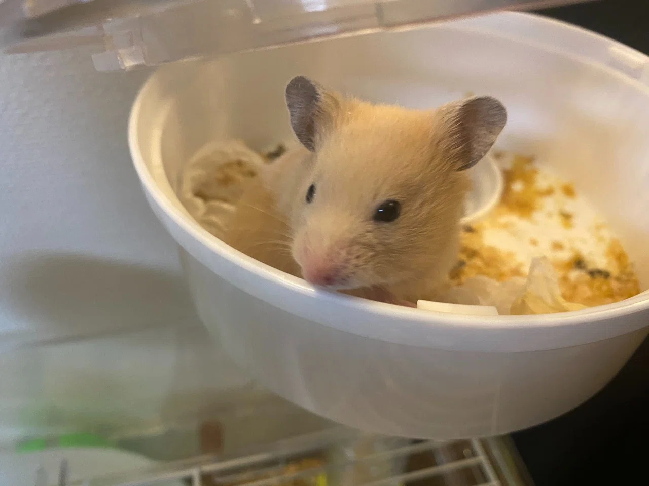 ハムスター飼育日記4日目（2020/4/29）｜サトウショウヘイ