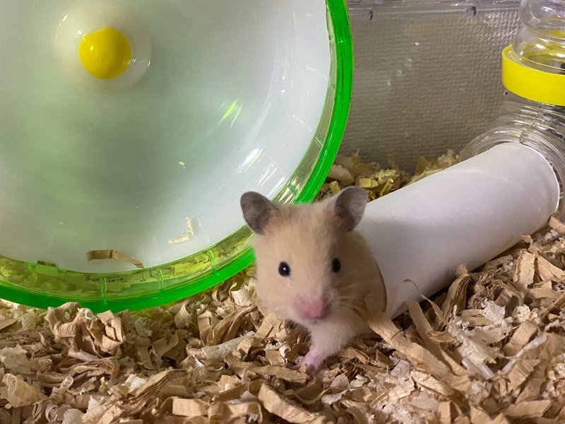 ハムスター飼育日記4日目 4 29 サトウショウヘイ Note