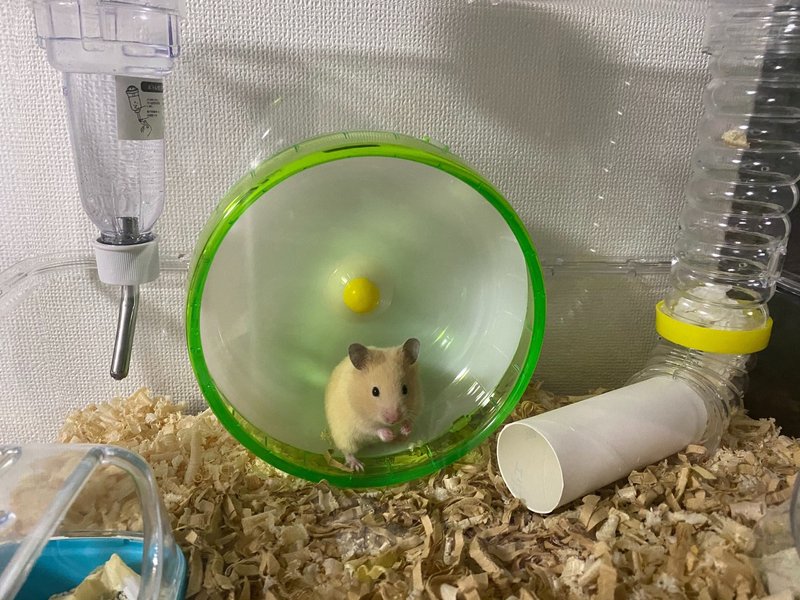 ハムスター飼育日記4日目 4 29 サトウショウヘイ Note ハムスター飼育日記4日目 4 29 サトウショウヘイ Note