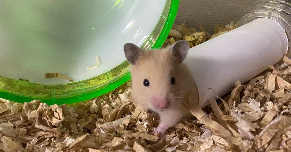 ハムスター飼育日記4日目 2020 4 29 サトウショウヘイ Note