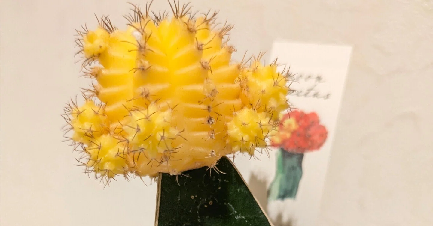 多肉植物】番外編:ひとりでは生きられない、鮮やかな黄色。サボテン