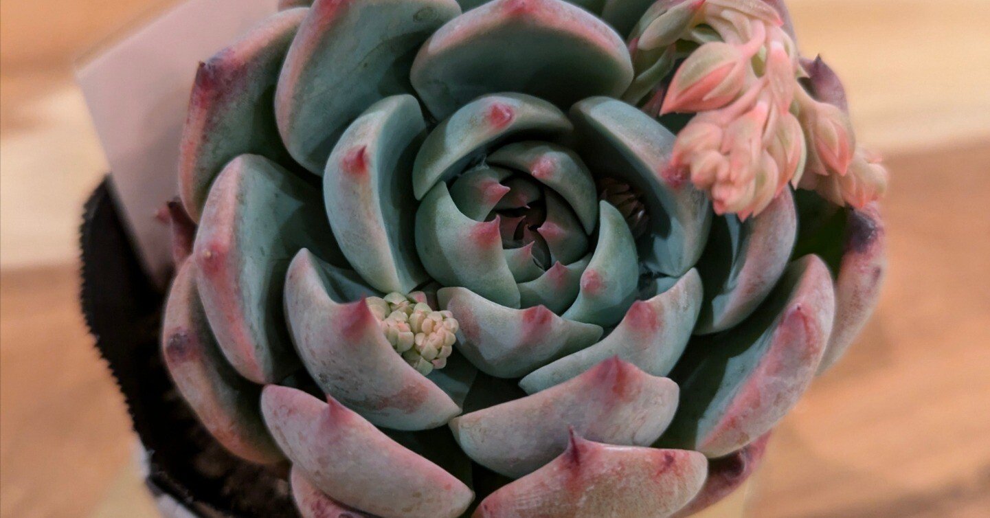 多肉植物】初心者向け:迷ったらこれ！多肉植物「桃太郎」が最強な3つの