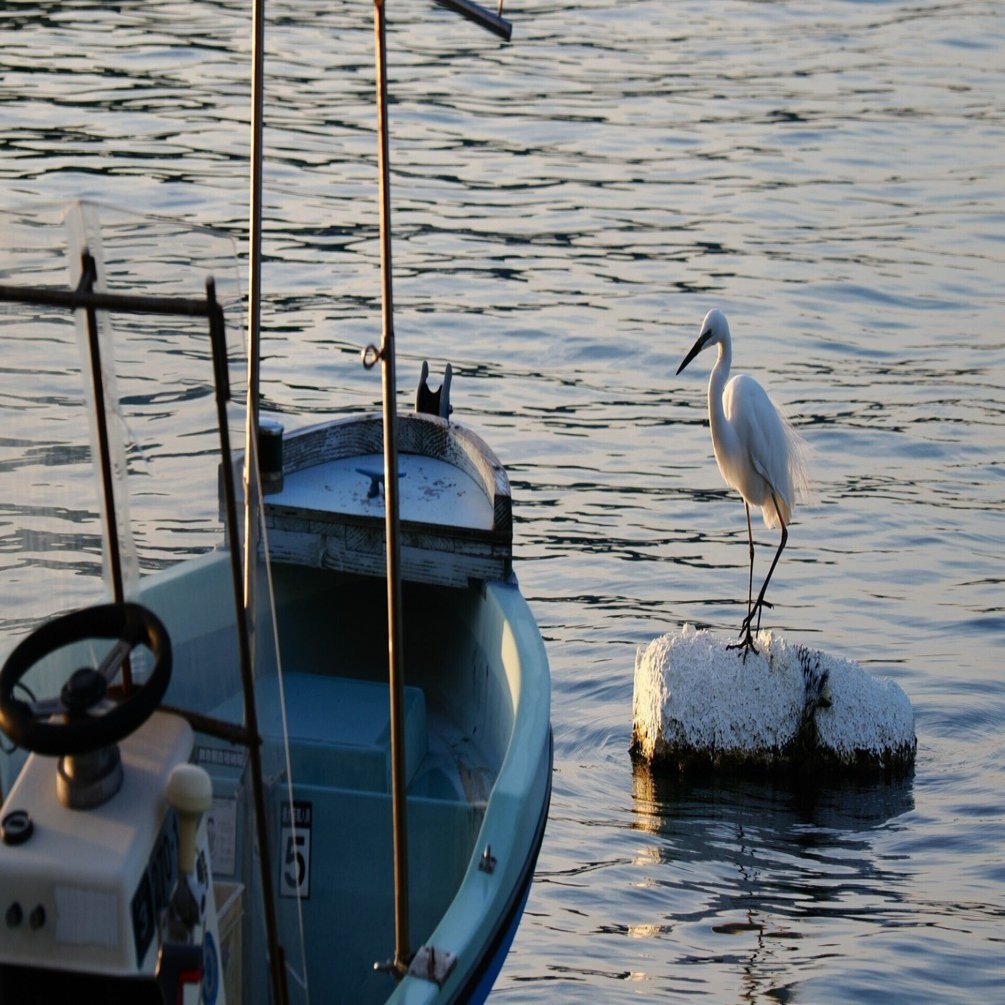 ファインダー越しに見えた、街と野鳥と家族の時間』 社員リレー#07 見