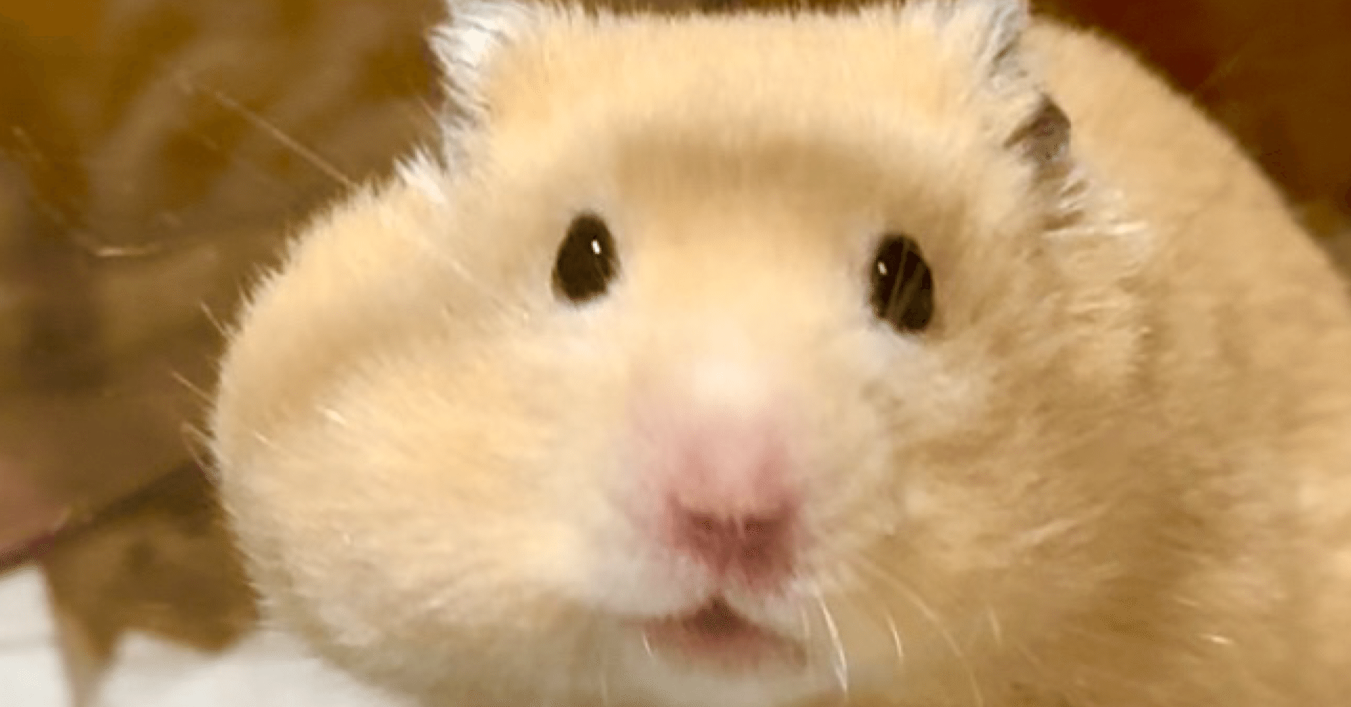 あなたがオジさんになっても(ハムスター日記⑲)｜急に考え出すおばさん