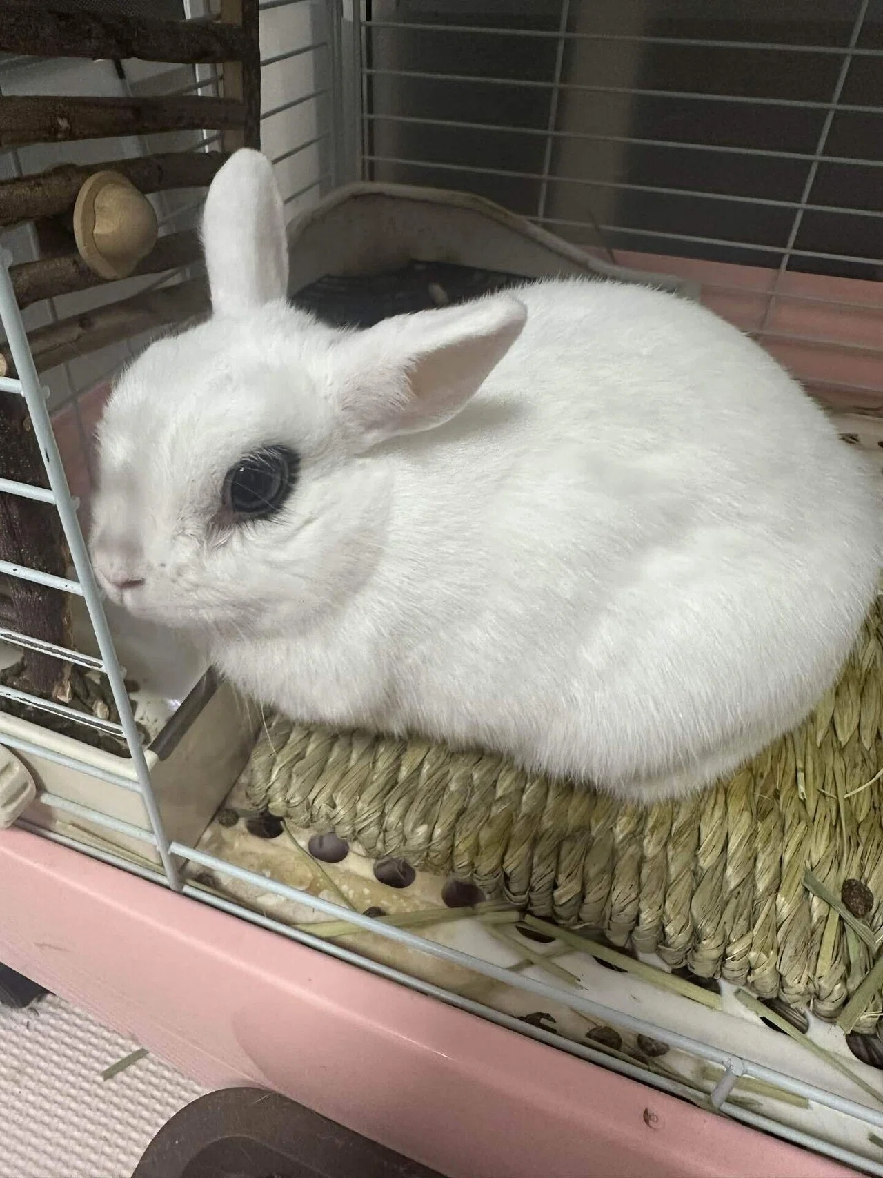 うさぎと暮らす｜りんこ