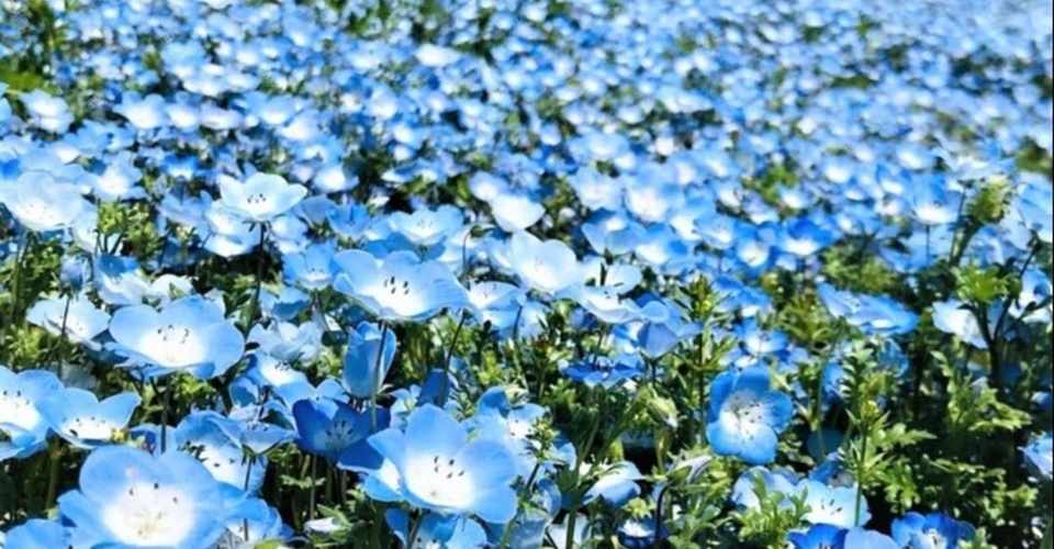 エア観光 ひたち海浜公園のネモフィラ 谷川さや花 Note