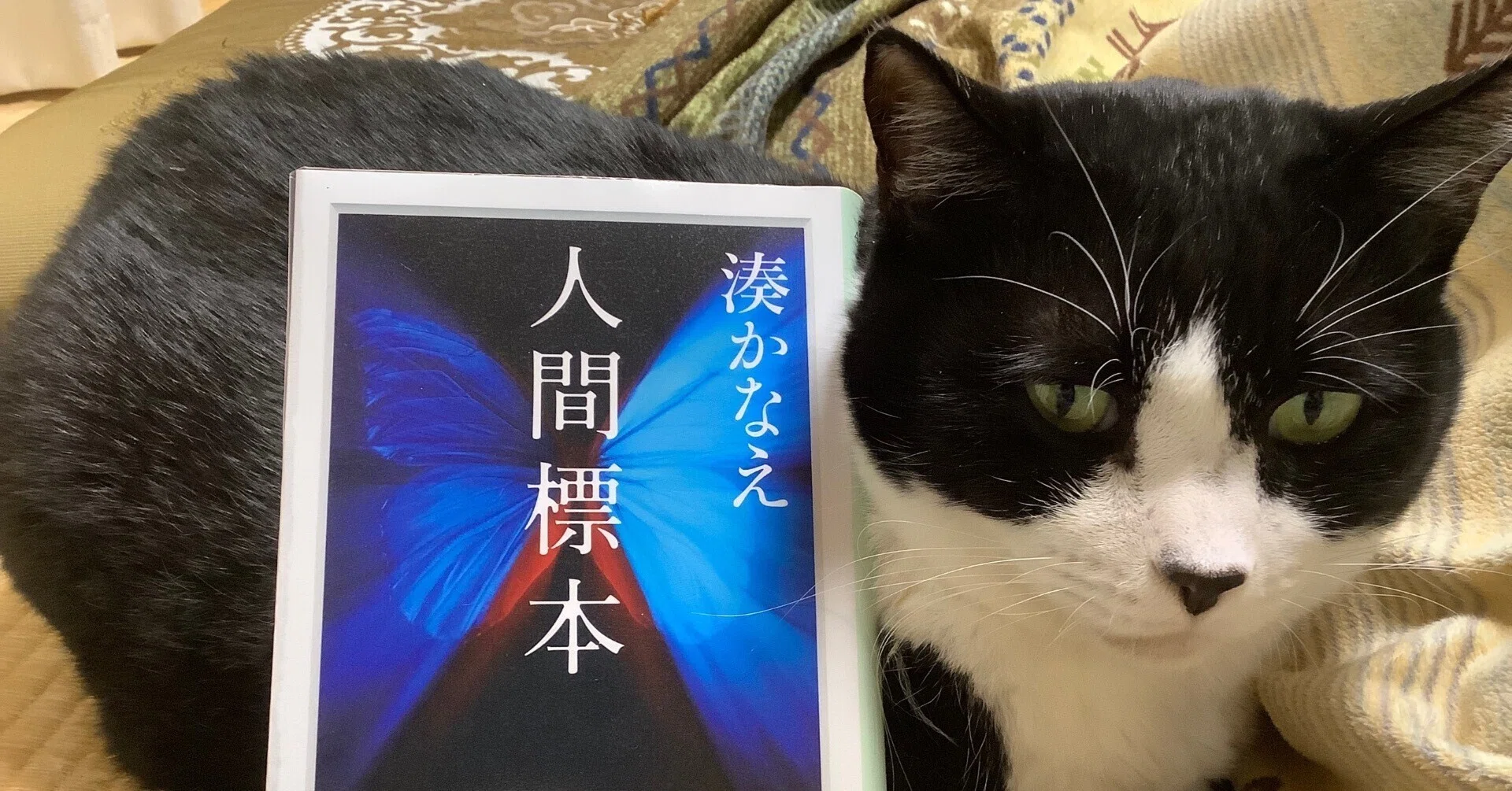 読書記録『人間標本』湊かなえ｜ふう