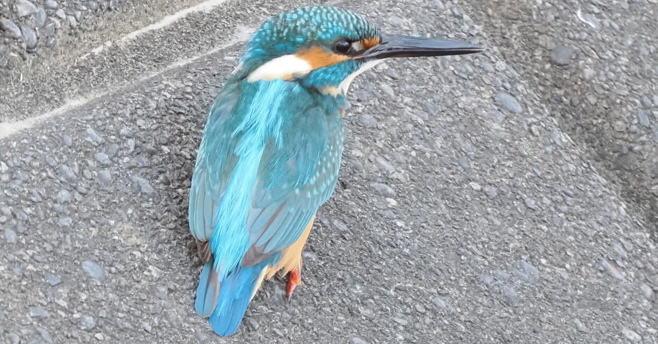 近所の鳥見、モズ、キセキレイ、カワセミ｜akira@fuchu