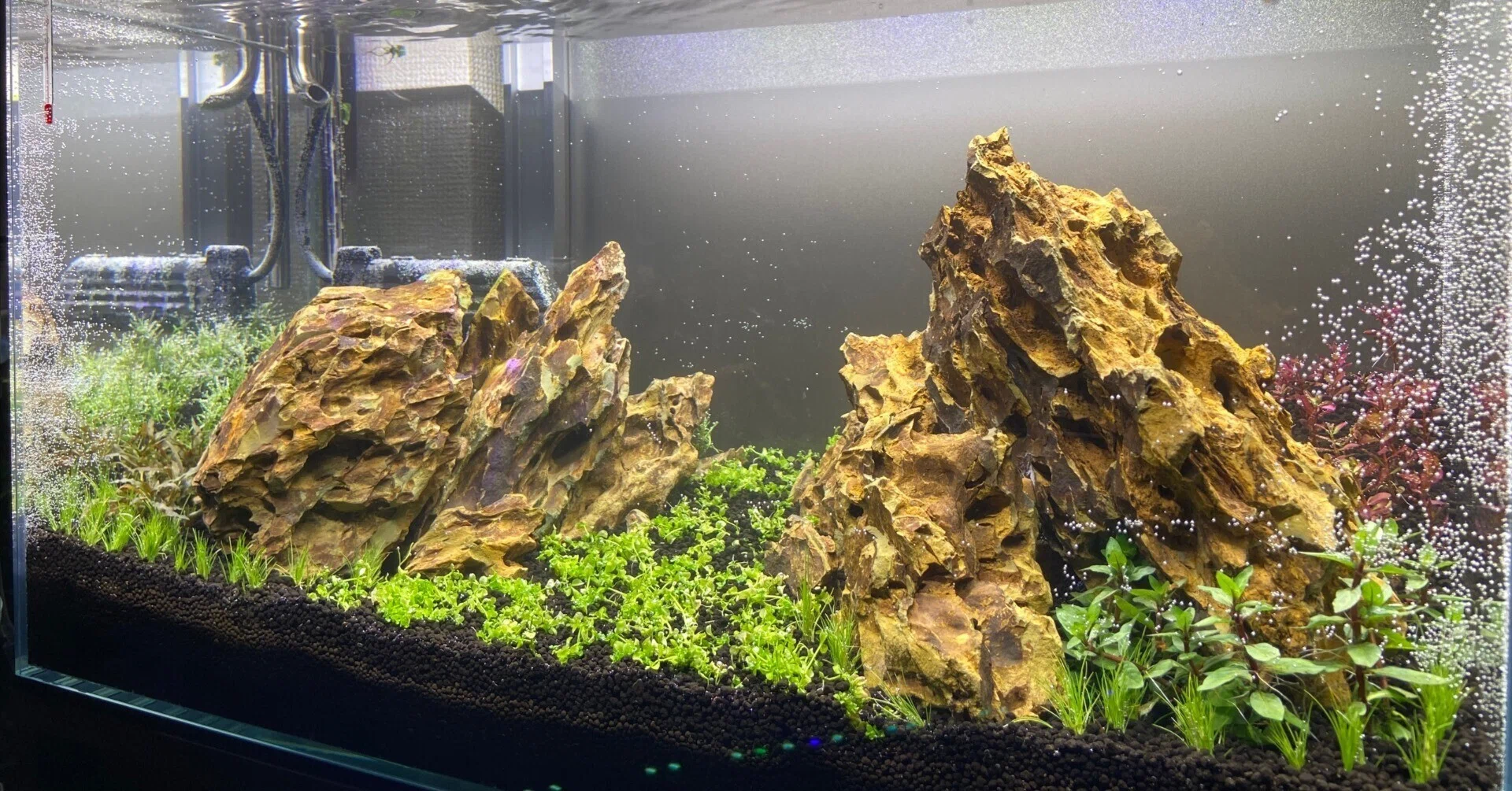 アクアリウム】60cm水槽ミスト式管理〜注水まで|たけのこ@サイドFIRE アクアリウム】60cm水槽ミスト式管理〜注水まで|たけのこ@サイドFIRE