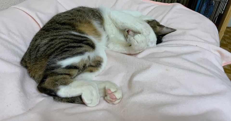 猫を飼うなら電源コードを 抜かれる 対策も必要だ Nogunori Note