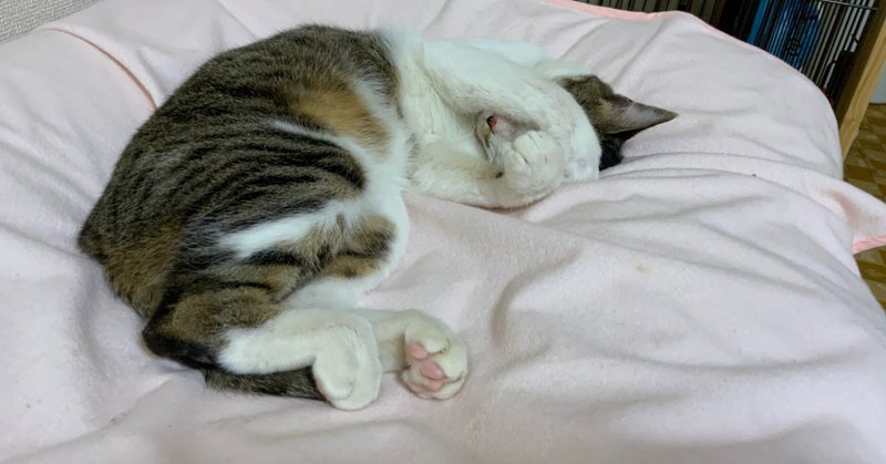 猫を飼うなら電源コードを 抜かれる 対策も必要だ Nogunori Note
