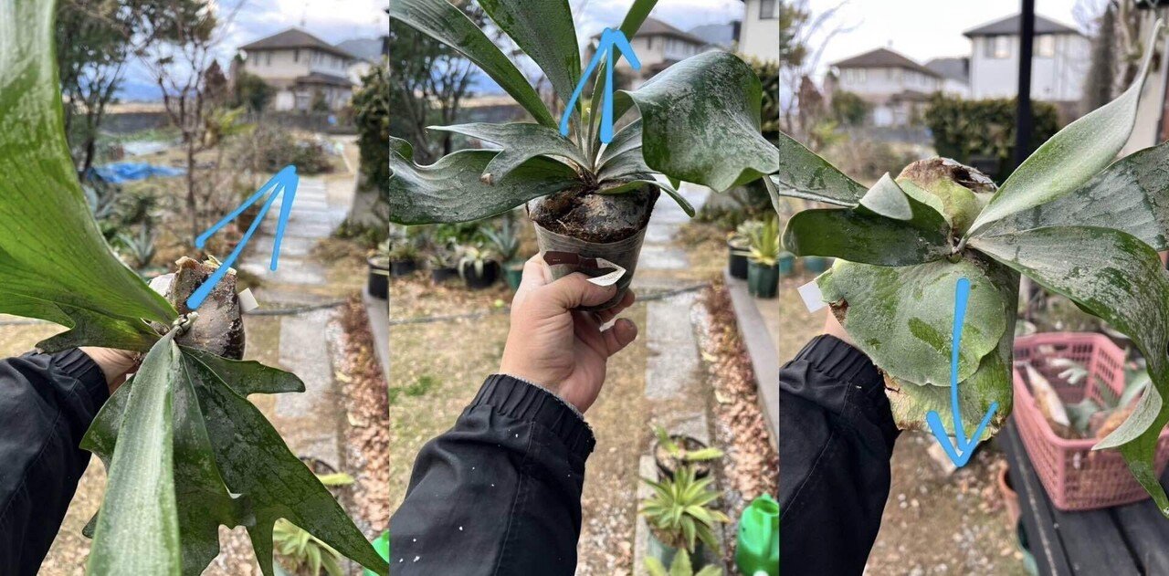 のり 2点 ビカクシダ のり 2点 ビカクシダ のり 2点 ビカクシダ ビカクシダの分頭/成長点が2