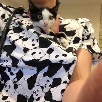 犬の体温調節 夏バージョン 獣医さんとやってみよう自由研究 Note