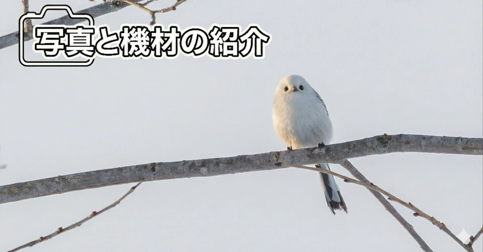 小鳥の可愛らしさに癒されて ①シマエナガ｜fumiguma