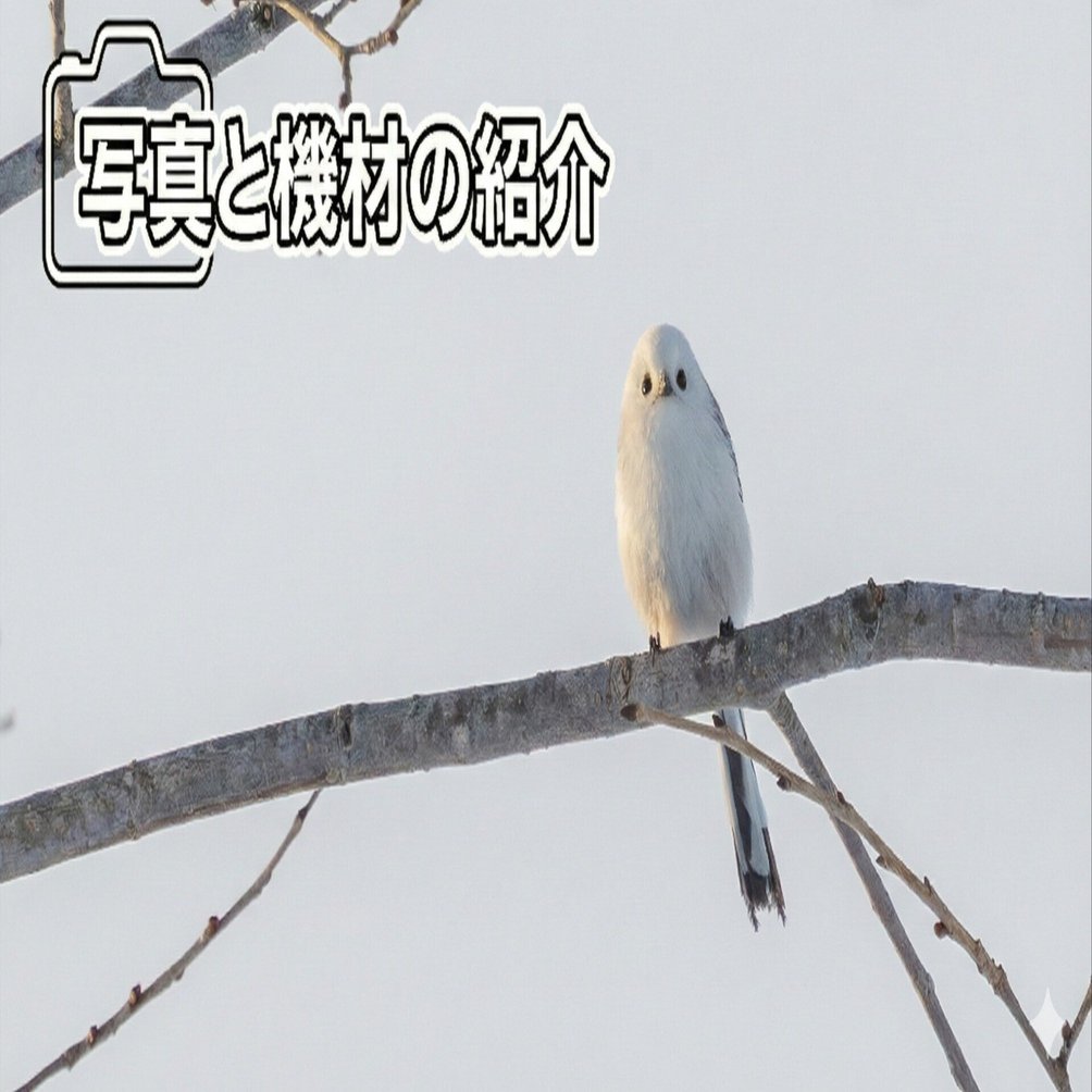 小鳥の可愛らしさに癒されて ①シマエナガ｜fumiguma