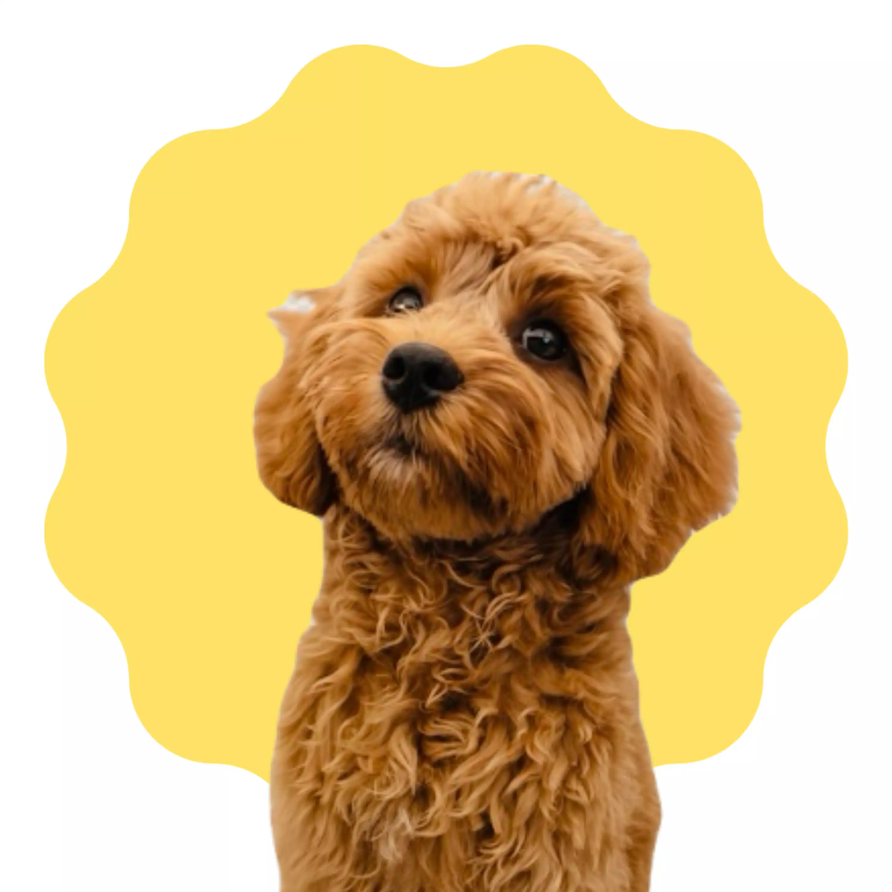 Happyの飼い主 | 犬と飼い主の成長記録